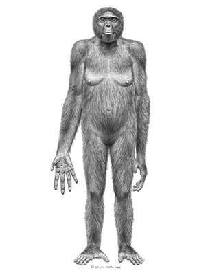 ardipithecus-looked-like_big.jpg