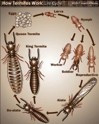 termite-11.gif