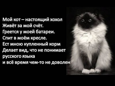 мой кот.jpg