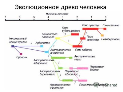 эволюционное дерево человека.jpg