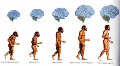 эволюция человека.jpg