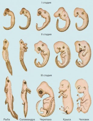 развитие эмбрионов.jpg