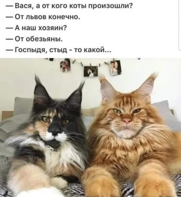 коты.jpg