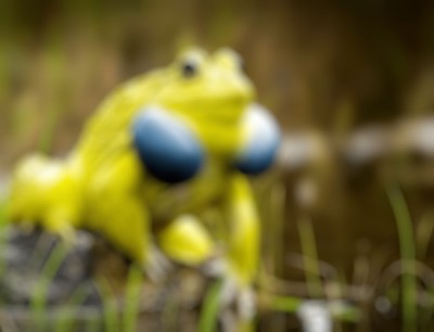 тигровая лягушка blur.jpg